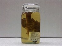 藏品(青斑阿南魚)的圖片